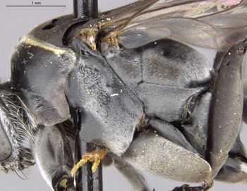 Media type: image;   Entomology 30971 Aspect: thorax lateral